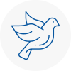 Bird Prevention Liskeard