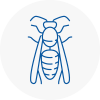Liskeard Wasp Nest Removal